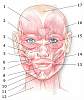 anatomiya-lica[1].jpg