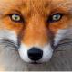   Sly fox