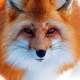   Emerald Fox